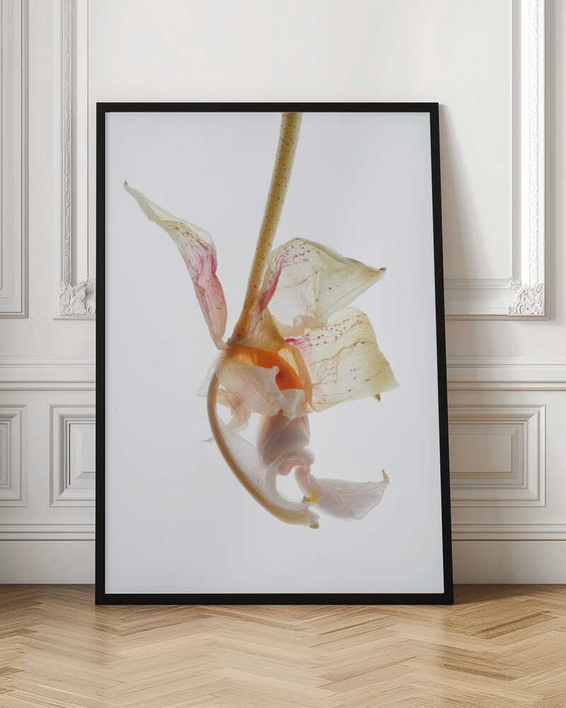 Petal Symphony Poster