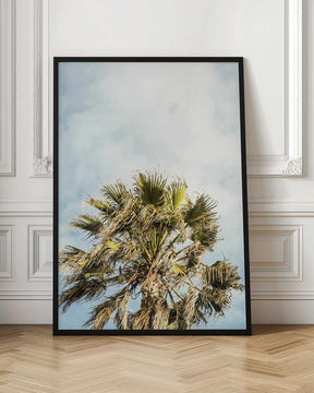 Sunlit Fronds Poster