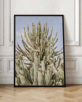 Cactus Symphony Poster