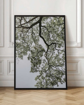 Ethereal Canopy Poster