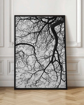 Branches' Dance Poster