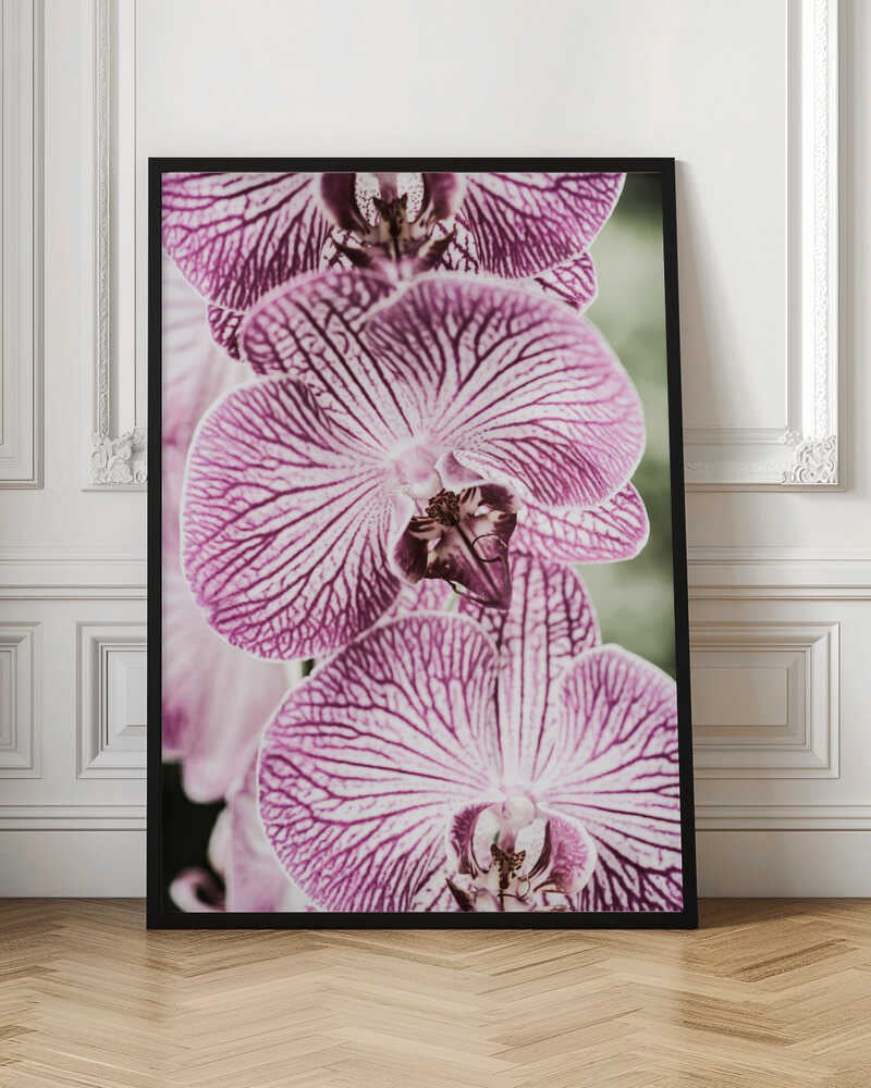 Tiger Blooms Poster