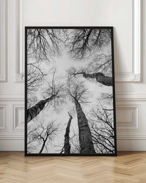 Reaching Branches Poster
