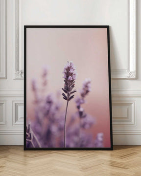 Lavender Serenity Poster