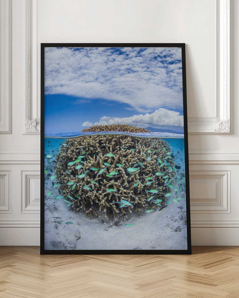 Coral Ball from Mayotte Poster