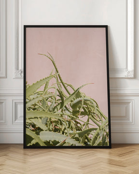 Cacti on Pink Poster