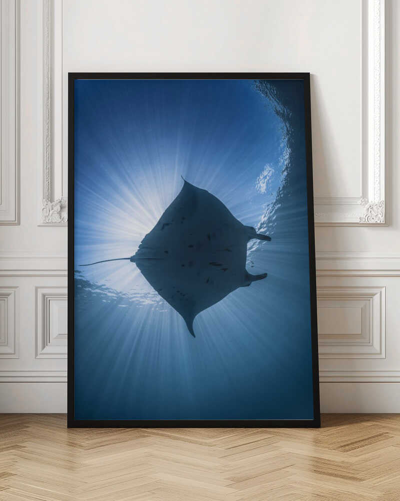 Manta Eclipse Poster