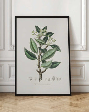 Wintera Aromatica Medical Botany Poster