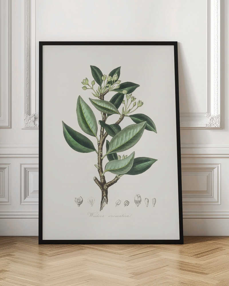 Wintera Aromatica Medical Botany Poster