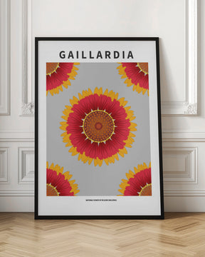 Gaillardia - National flower of Belgium Poster
