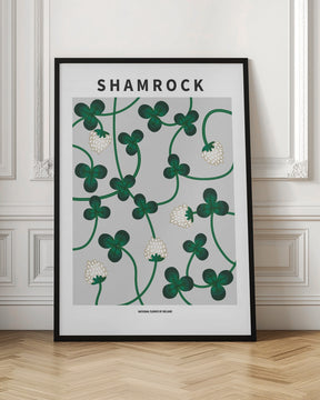 Shamrock - National flower of Ireland Poster