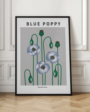 Blue Poppy - National flower of  Bhutan Poster