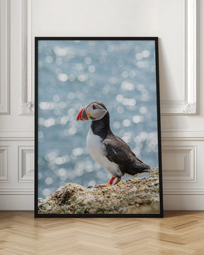 Scottish Puffin Poster