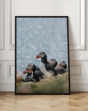 Scottish Puffins Poster