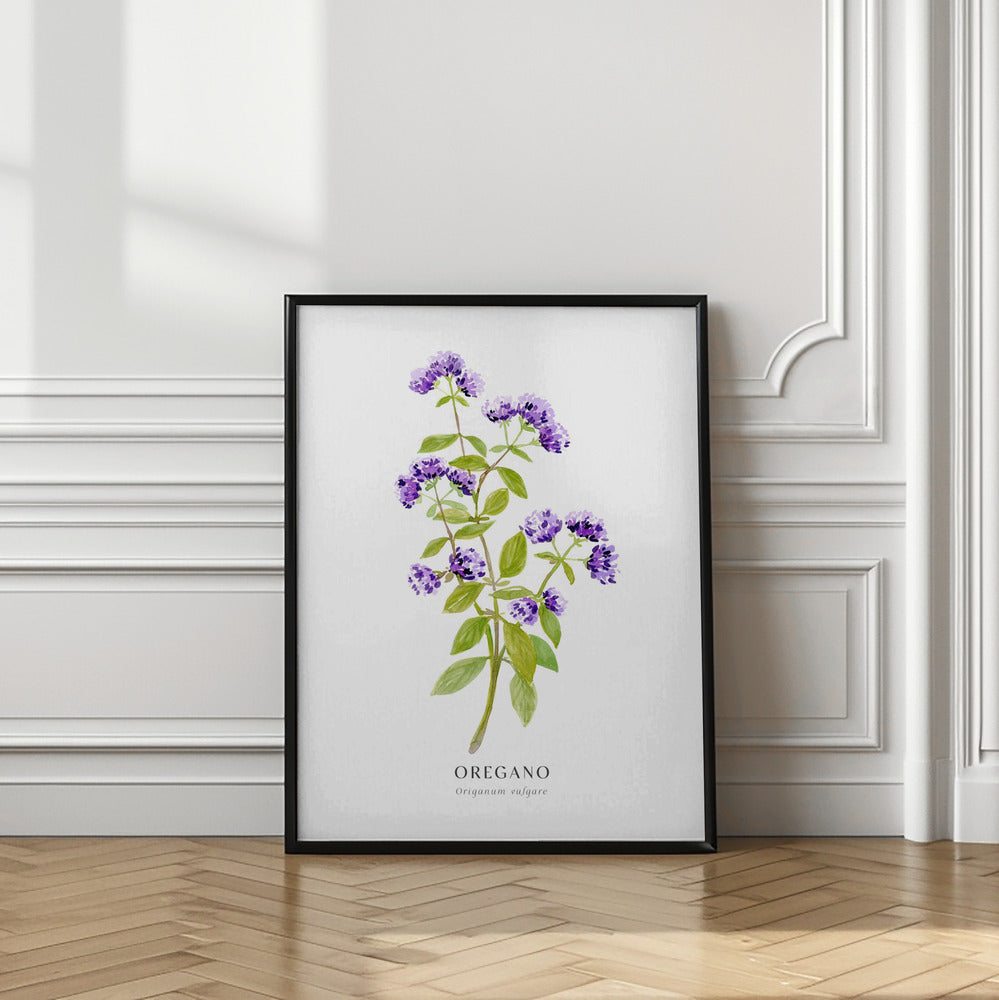 Oregano I Poster