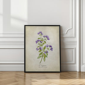 Oregano vintage Poster