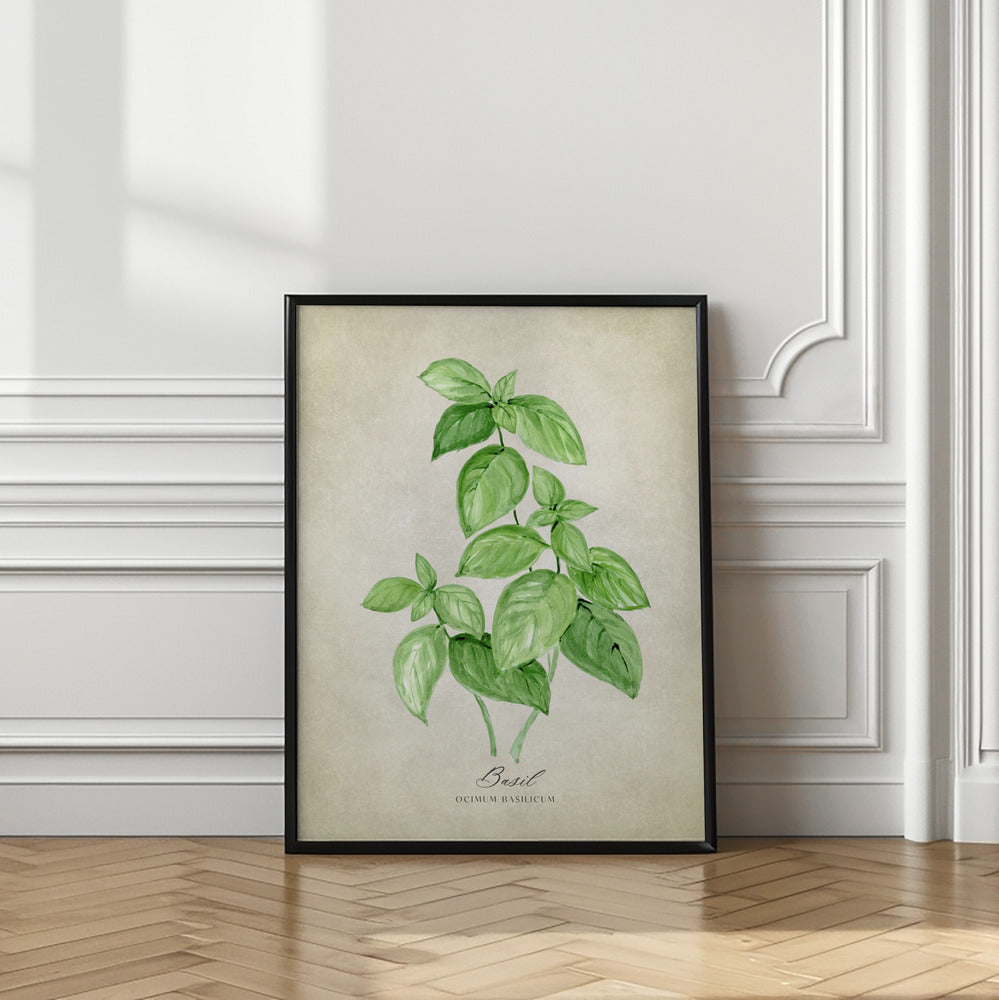 Basil vintage Poster