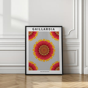 Gaillardia - National flower of Belgium Poster