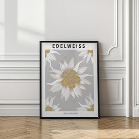 Edelweiss - National flower of Switzerland Poster