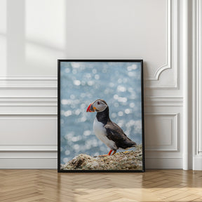 Scottish Puffin Poster