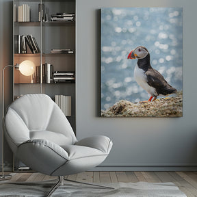 Scottish Puffin Poster