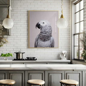 African Grey Poster