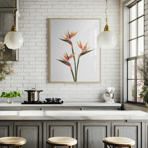 Birds of Paradise Poster