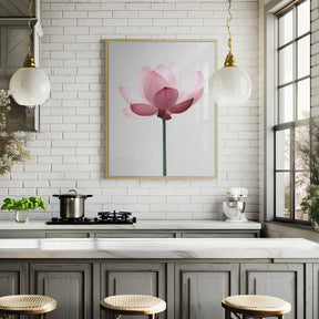 Lotus Flower Poster