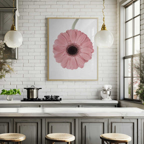 Pink Gerbera II Poster