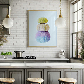 Sea Urchins Poster