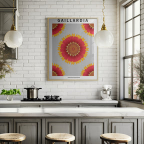 Gaillardia - National flower of Belgium Poster