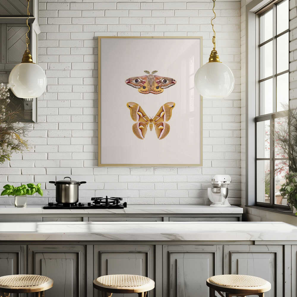 Moths Poster