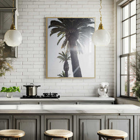 Palm Trees Poster