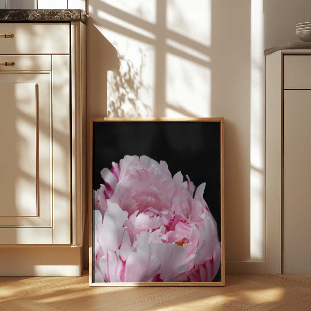 Pink peony VIII Poster