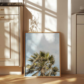 Sunlit Fronds Poster