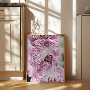 Tiger Blooms Poster