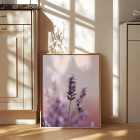 Lavender Serenity Poster
