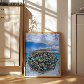 Coral Ball from Mayotte Poster