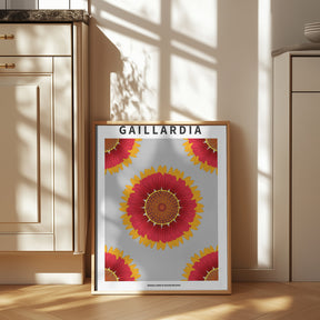 Gaillardia - National flower of Belgium Poster