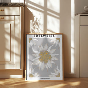Edelweiss - National flower of Switzerland Poster