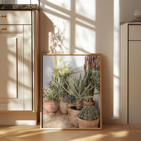 Garden with Various Potted Succulents and Cacti Poster