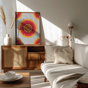 Gaillardia - National flower of Belgium Poster