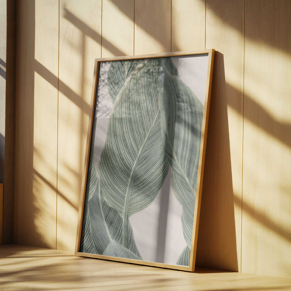 Calla Leaf Poster
