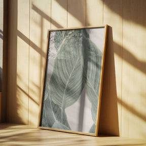 Calla Leaf Poster