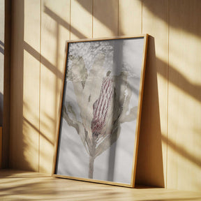 Banksia Poster