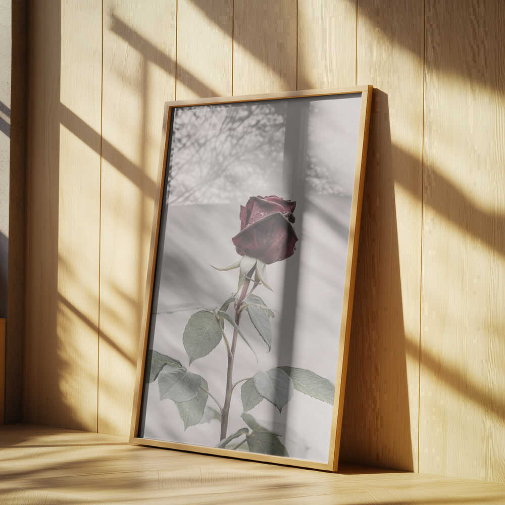 Rose Poster