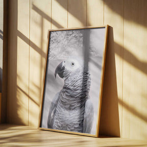 African Grey Poster