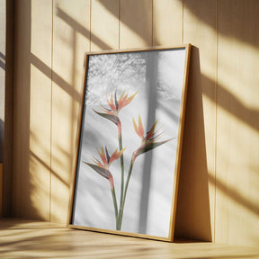 Birds of Paradise Poster