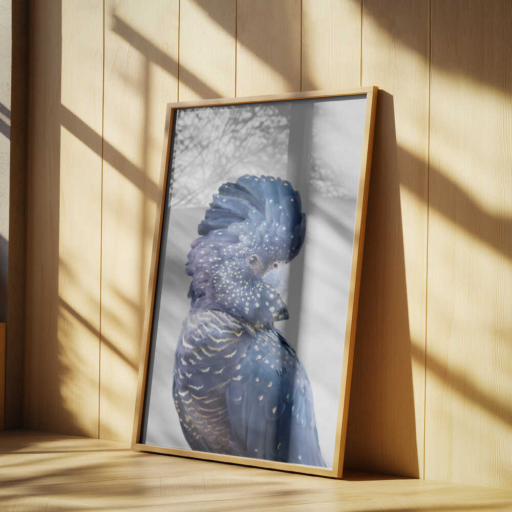 Black Cockatoo Poster