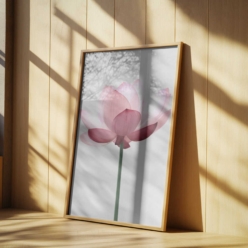 Lotus Flower Poster